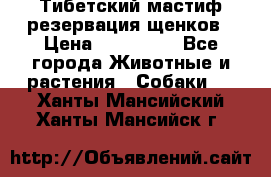 Тибетский мастиф резервация щенков › Цена ­ 100 000 - Все города Животные и растения » Собаки   . Ханты-Мансийский,Ханты-Мансийск г.